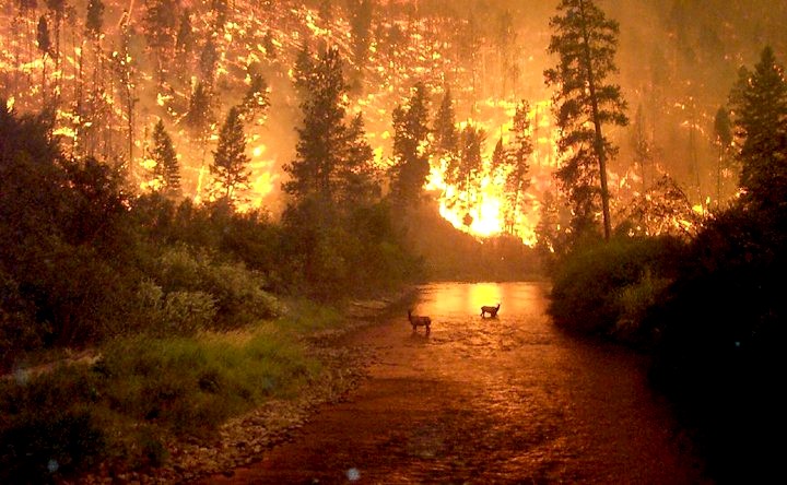 Montana Fire